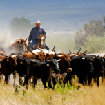Charley Sunday's Texas Outfit (Series Set)